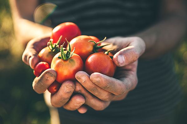 Tomatoes in man hands