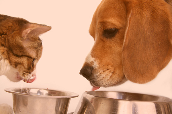 Pets are people too Opportunity in the pet food market The Hartman Group